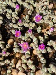 Braunsia maximilianii