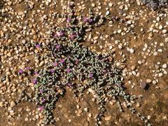 Braunsia maximilianii