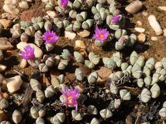 Braunsia maximilianii