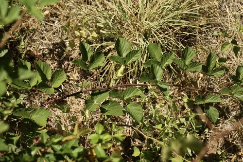 Rubus peratticus