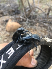 Stenomorpha marginata