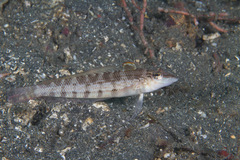 Parapercis lineopunctata