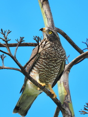 Grey-Faced Buzzard photo 3