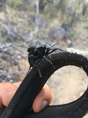 Stenomorpha marginata