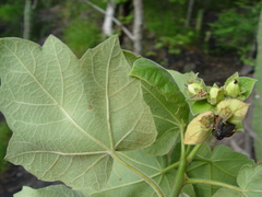 Jatropha andrieuxii