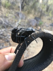 Stenomorpha marginata