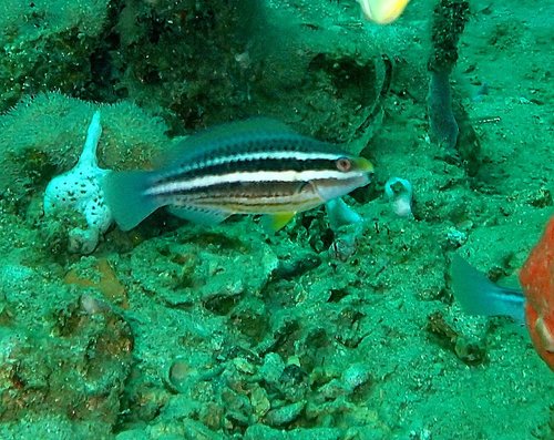 Striped Parrotfish