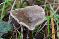 Spodocybe trulliformis