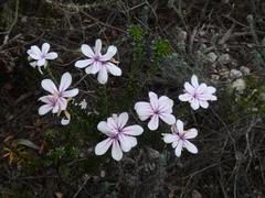 Adenandra gummifera
