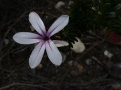 Adenandra gummifera