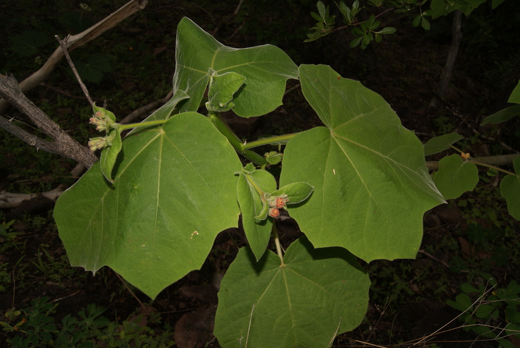 Jatropha andrieuxii