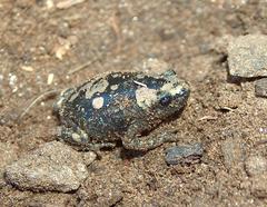 Phrynomantis annectens