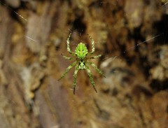 Cryptaranea atrihastula