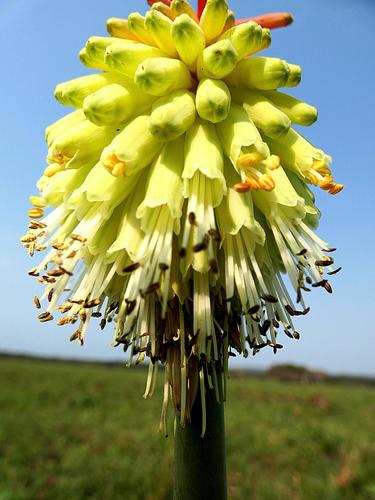Beach Poker (Kniphofia littoralis)