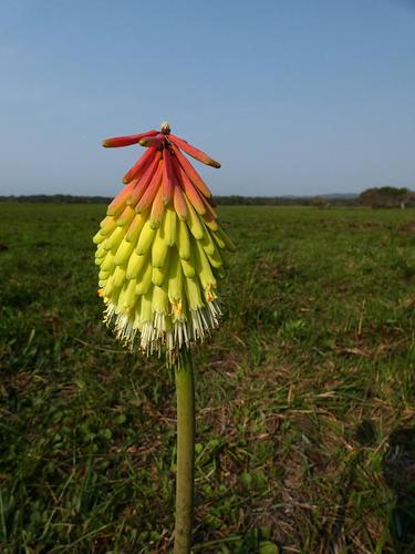 Image of Kniphofia littoralis by (c) Ronald Flipphi, some rights reserved (CC BY-SA)