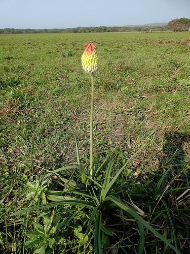 Image of Kniphofia littoralis by (c) Ronald Flipphi, some rights reserved (CC BY-SA)