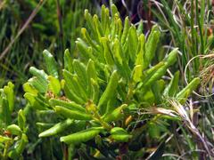 Morella kraussiana