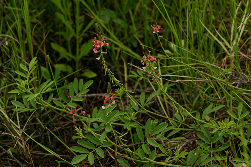 Indigastrum costatum image