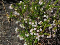 Erica capensis