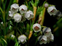 Erica capensis