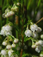 Erica capensis