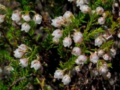 Erica capensis