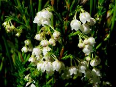 Erica capensis