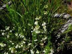 Erica capensis