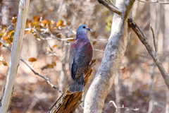 Nesoenas picturatus