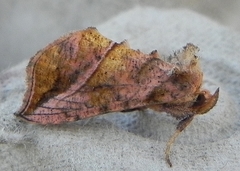 Pseudeva purpurigera