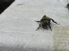 Bombus borealis image