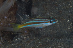 Scolopsis xenochrous