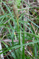 Carex cherokeensis