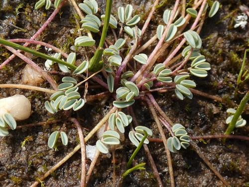 Image of Eye Sorrel (Oxalis oculifera) by (c) Ronald Flipphi, some rights reserved (CC BY-SA)