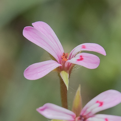 Pelargonium ranunculophyllum