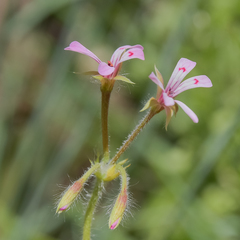 Pelargonium ranunculophyllum