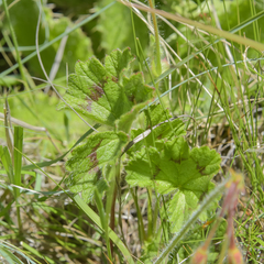 Pelargonium ranunculophyllum
