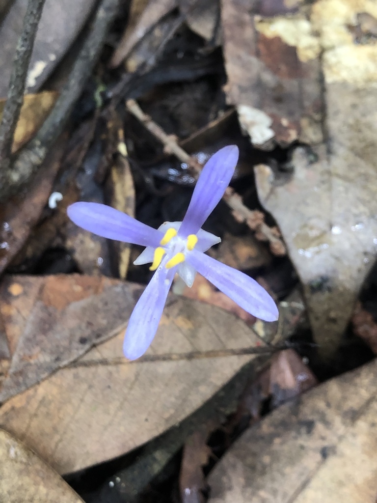 Exacum paucisquamum