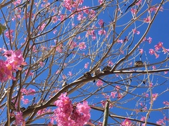 Columbina inca