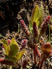 Acalypha depressinerva