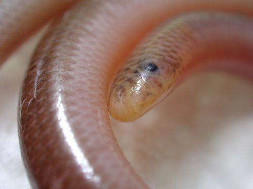 Guantanamo Bay Blindsnake