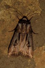 Agrotis spinifera