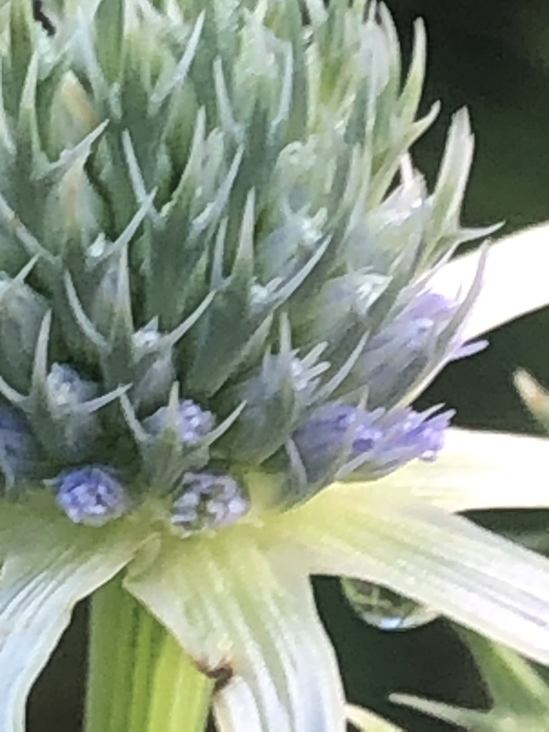 Eryngium aquaticum ravenelii in August 2023 by picbor · iNaturalist