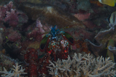 Odontodactylus scyllarus