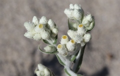 Pseudognaphalium leucocephalum