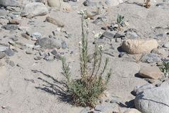 Pseudognaphalium leucocephalum