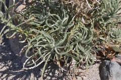 Pseudognaphalium leucocephalum