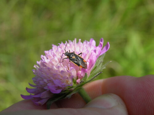 Gotiškoji Žolblakė