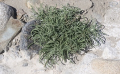 Pseudognaphalium leucocephalum