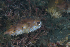 Cyclichthys spilostylus